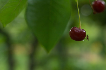 Fruits of a cherry with drops of water after the rain are lit by the sun. Natural macro background. Hd wallpaper nature wallpapers for desktop backgrounds.