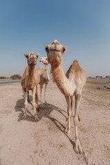Three camels stand in the desert under the rays of the sun in Dubai.