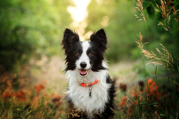 border collie dog walking in the green forest beautiful background beautiful dog - obrazy, fototapety, plakaty