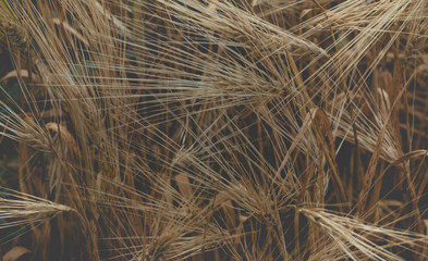 Ripe dry ears of barley, dark background