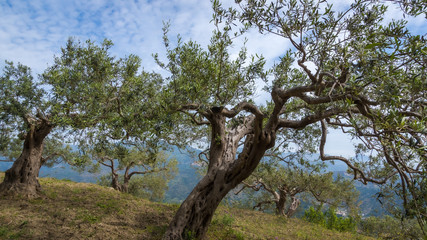 Fototapeta na wymiar Olivenbäume im Frühsommer auf Sizilien