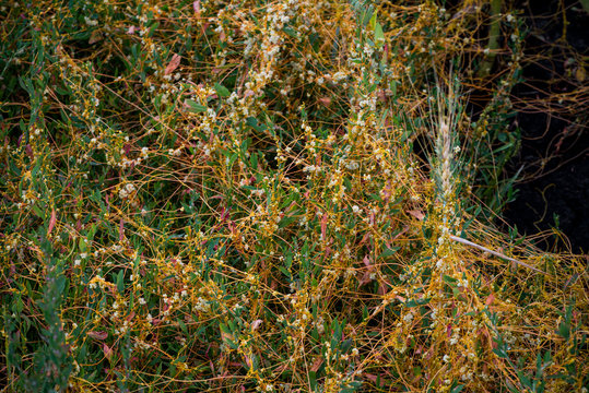Parasitic plant Dodder (Genus Cuscuta) on the field.