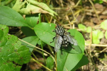 Fly on green leaf in the garden, closeup
