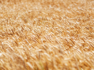 Field of ripe wheat