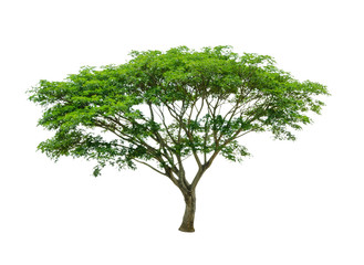 Rain tree , tropical tree in Thailand isolate on white background,Clipping Path