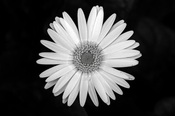 SPRINGTIME DAISIES IN BLACK &WHITE