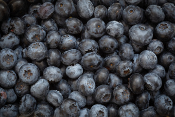 Freshly picked blueberries closeup backgraound with full frame filled with berries