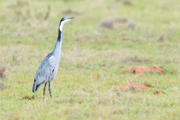 Black-headed heron (Ardea melanocephala) standing on savanna, Addo Elephant National Park, Eastern Cape Province, South Africa