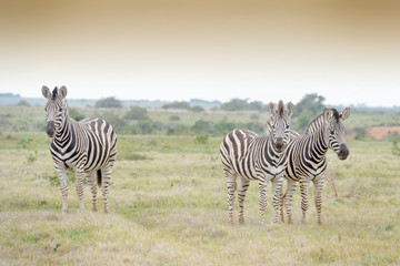 Three plains zebra (Equus burchelli) standing on savanna, looking at camera, Addo Elephant National Park, South Africa, Africa