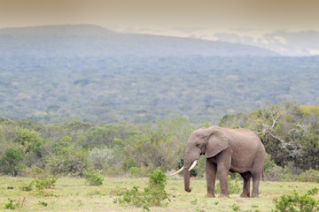African Elephant (Loxodonta africana) bull walking in landscape, Addo National Park, Eastern Cape...
