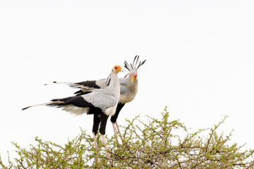 Secretarybird (Sagittarius serpentarius) pair, courting in acacia tree, Addo Elephant National Park, Eastern Cape Province, South Africa
