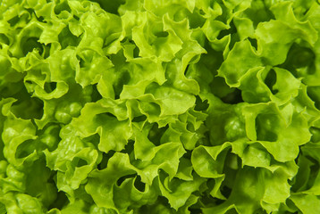 Fresh curly lettuce leaves close up.