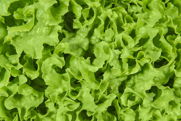 Curly lettuce close up