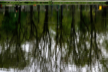 Fototapeta na wymiar Reflections of tree on a lake