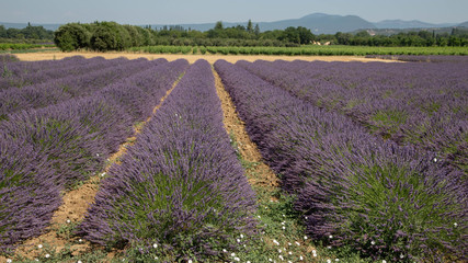 Fototapeta na wymiar Lavender fields in Drôme provençale, France