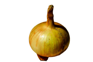 Young onions, new crop, isolated on white background