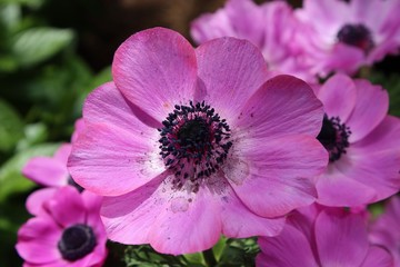 BRIGHT PINK ANEMONE POPPY FLOWERS