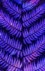 Beautyful purple ferns leaves background
