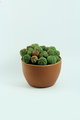 cactus in pot isolated on light blue background