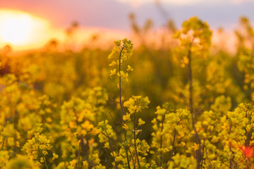 Obraz premium 菜の花と夕景