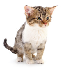 Kitten on white background.