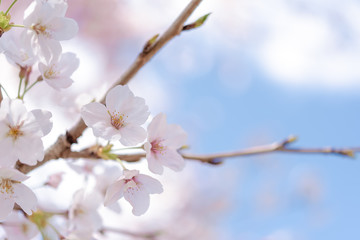 Close up on light pink cherry blossom.