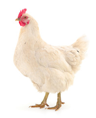 white hen isolated.