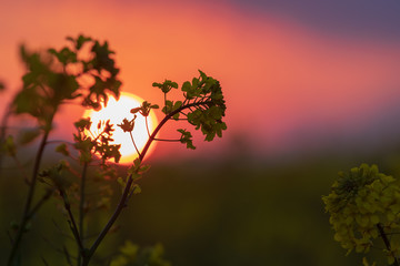 菜の花と夕景