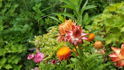 flower in the garden