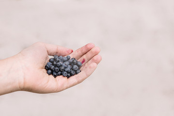 Fresh picked Blueberrys in the palm of a male