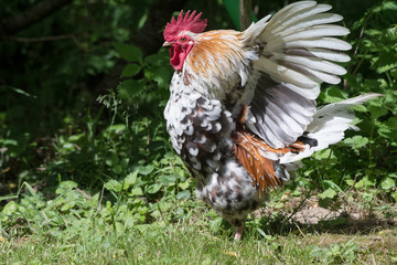 animaux coq