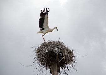 Family of storks in the nest.