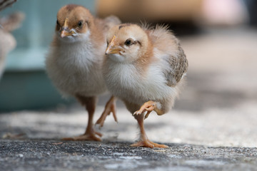 animaux poussins © Zim