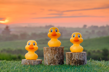 Three ranking winner yellow ducks proudly standing on the winning podium with beautiful sunrise as...