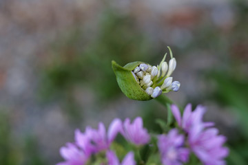 african lily bud in bloom in the garden