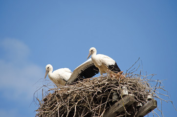 Family of storks in the nest.