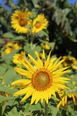 Obraz premium Sunflower plantation with a bee eating