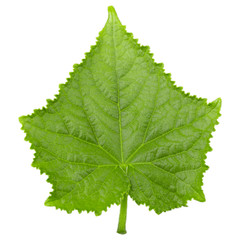 Leaf cucumber closeup isolated on white background. Leaf from an cucumber cut from background