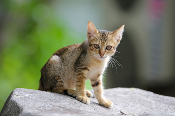 Striped cat is sitting on the big rock with green blurred backgrounds.
