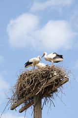 Family of storks in the nest.