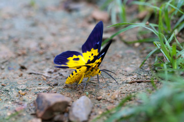 The beautiful yellow butterfly is on the ground.