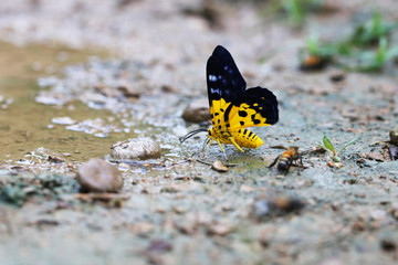 The beautiful yellow butterfly is on the ground.