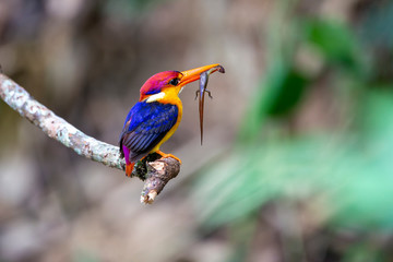 Oriental Dwarf Kingfisher or Black-backed Kingfisher is carrying the scincoid lizard in the mouth.