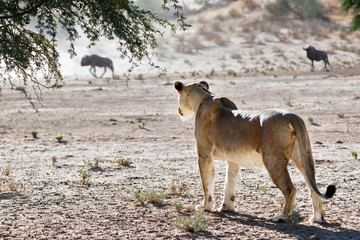 Female lion charging a herd of blue wildebeest leaving dust in the air and wildebeest staring. Kgalagadi. Panthera leo - 277540461