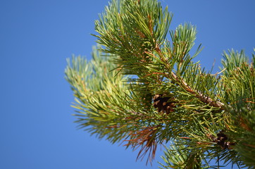 See the beauty of nature in pine cones.