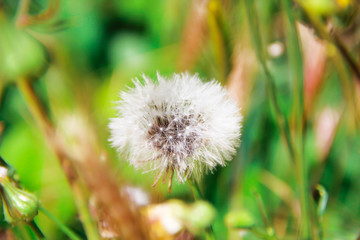autumn summer flowers dandelions on a green nature background