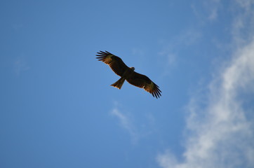 Obraz premium Strażnik powietrza. Myszołów poluje na polowanie.