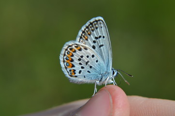 Obraz premium Common blue butterfly inreracting with a human.