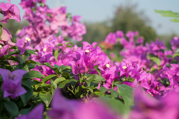 Bougainvillea flowers close up. Blooming bougainvillea. Floral background.