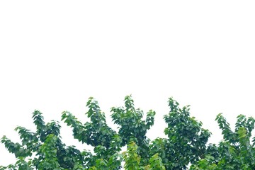 Tropical tree with leaves branches on white isolated background for green foliage backdrop 